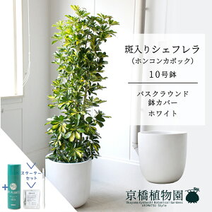 y25P5{IzyX^[^[ZbgtzyoXNEhJo[/zCgzVFt@@10yzRJ|bNzyhtJmLzy[WTCY/u/j/Vzj/