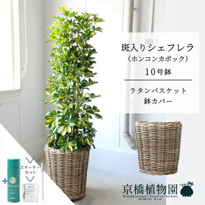 yubNtCf[N[|LIzyX^[^[Zbgtzy^Jo[tzVFt@@10yzRJ|bNzyhtJmLzy[WTCY/u/j/V