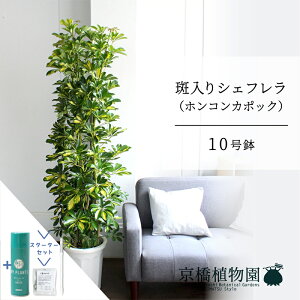 y25P5{IzyubNtCf[N[|LIzyX^[^[ZbgtzVFt@@10yzRJ|bNzyhtJmLzy[WTCY/u/j/Vzj/