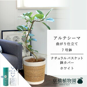 y30P5{IzyX^[^[Zbgtzyi`oXPbgEzCgztBJXEAeV[}@7@Ȃy󂯎MtzyCeA/TXeB[/SUSTEE/[tN/IB̃`J/~