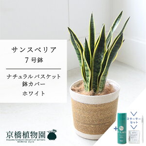 ySSN[|zySSizyX^[^[Zbgtzyi`oXPbgEzCgzTXxAE[`@7y󂯎MtzyCeA/TXeB[/SUSTEE/[tN/IB