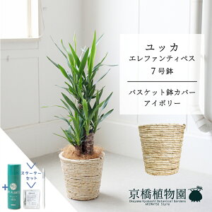 yX^[^[ZbgtzyN̖؁zbJEGt@eByX7yoXPbgJo[FAC{[zyTXeB[/SUSTEE/[tN/IB̃`J/~hTCY/CeA/j/JX