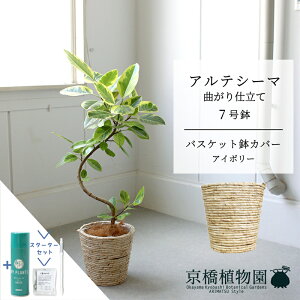 yX^[^[ZbgtzyoXPbgJo[FAC{[ztBJXEAeV[}@Ȃ@7Ry󂯎MtzyTXeB[/SUSTEE/[tN/IB̃`J/~hTCY ϗtA A