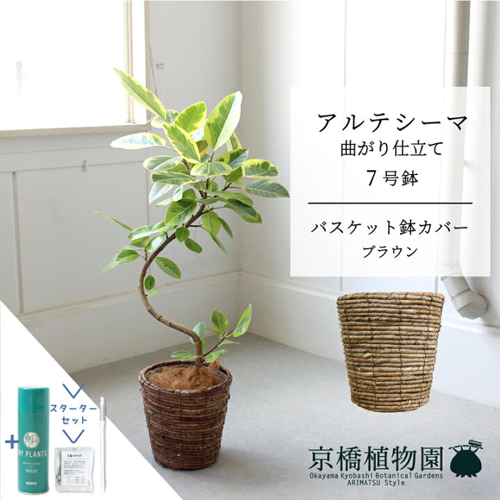 楽天市場】【スターターセット付】【バスケット鉢カバー：ブラウン 