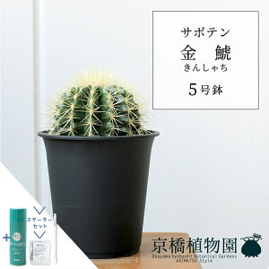観葉植物 5号 サボテンの人気商品・通販・価格比較 - 価格.com