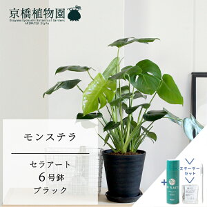 �y�X�^�[�^�[�Z�b�g�t�z�����X�e�� �y���Z���A�[�g��6���z5G�y�T�X�e�B�[/SUSTEE/���[�t�N����/IB�̃`�J��/�V���v�� �X���� ����Ȃ� �~�h���T�C�Y �G�L�]�`�b�N ���I ��j ���j�� ��Ă₷