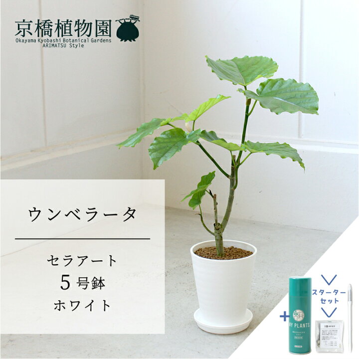 楽天市場】【スターターセット付】【セラアート鉢／ホワイト 