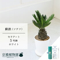 楽天市場】金環ソテツの通販