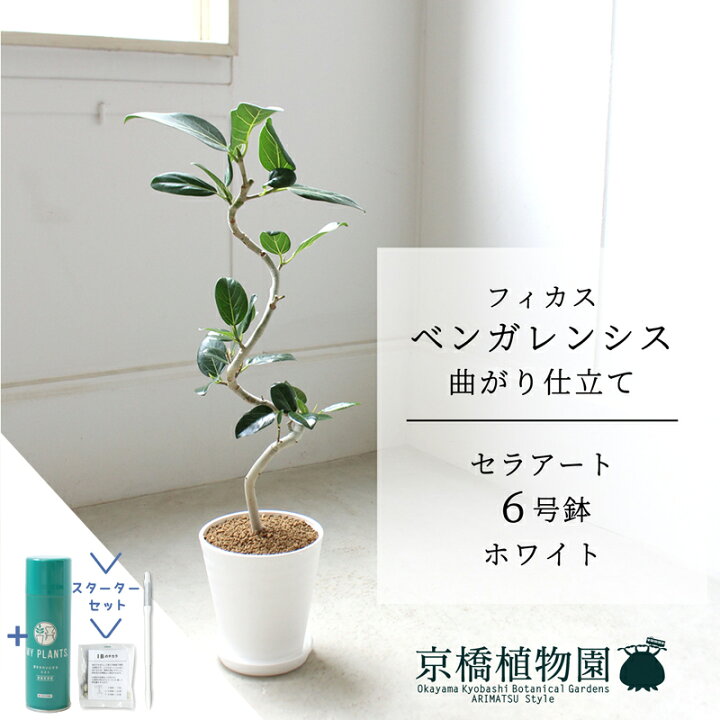 楽天市場】【1日はP7倍！】【スターターセット付】【セラアート鉢 