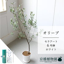 オリーブ セントキャサリンの通販