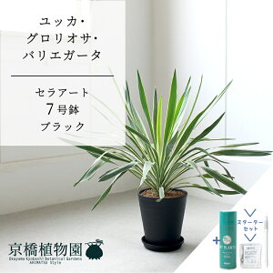 ySSizyX^[^[ZbgtzyZA[g^ubN zbJEOITEoGK[^@7y󂯎MtzyTXeB[/SUSTEE/[tN/IB̃`J/~hTCY ϗt