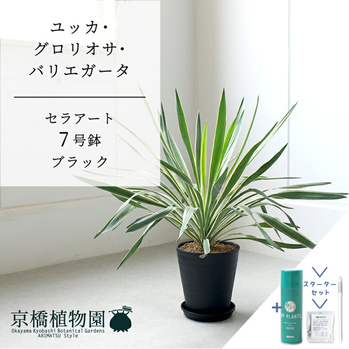 楽天市場】【スターターセット付】【セラアート鉢／ブラック 黒 