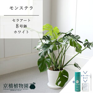 ySSN[|zyX^[^[ZbgtzyZA[g^zCg zXe@8y󂯎MtzyTXeB[/SUSTEE/[tN/IB̃`J ~hTCY ϗtA A u 