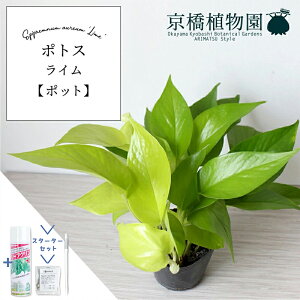 y25P5{IzyubNtCf[N[|LIzyX^[^[Zbgtzy|bgz|gXECyX[TCYzyTXeB[/SUSTEE/[tN/IB̃`Jz