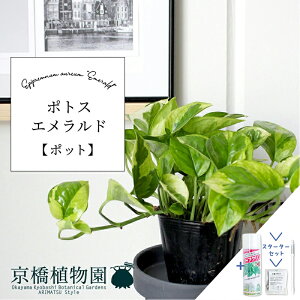 y25P5{IzyubNtCf[N[|LIzyX^[^[Zbgtzy|bgz|gXEGhyX[TCYzyTXeB[/SUSTEE/[tN/IB̃`Jz