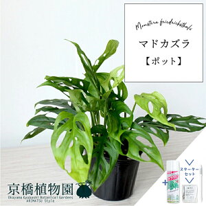 y25P5{IzyubNtCf[N[|LIzyX^[^[Zbgtzy|bgz}hJYyX[TCYzyTXeB[/SUSTEE/[tN/IB̃`Jz