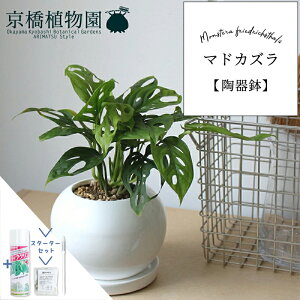 y25P5{IzyubNtCf[N[|LIzyX^[^[Zbgtz}hJYy픫/󂯎MtzyX[TCY/h}Cg//zCg/TXeB[/SUSTEE/[tN/IB