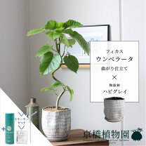 楽天市場】フィカス・ウンベラータ 曲がりの通販