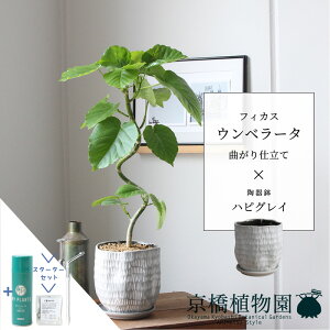 y30P5{IzyX^[^[ZbgtztBJXEEx[^@ȂynsOCzyTXeB[/SUSTEE/[tN/IB̃`J/X[TCY/󂯎Mt/픫/A//O[/~