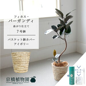 ySSN[|zyX^[^[ZbgtzyoXPbgJo[FAC{[ztBJXEo[KfB@Ȃ@7yTXeB[/SUSTEE/[tN/IB̃`J/~hTCY ϗtA 