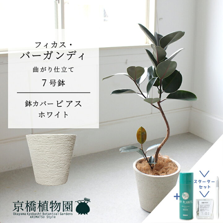 楽天市場】【スターターセット付】【ビアス鉢カバー：ホワイト 