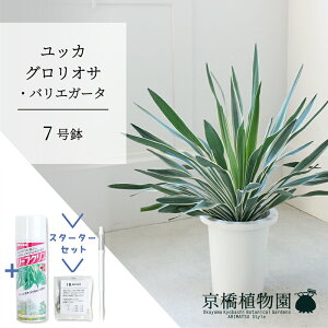 ユッカ グロリオ バリエガータの人気商品・通販・価格比較 - 価格.com