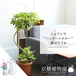 �y�X�^�[�^�[�Z�b�g�t�z�V�F�t�����e�n�b�s�[�C�G���[�f�@�Ȃ���7���y��������z�y�z���R���J�|�b�N�z�y���h���t�J�m�L�z�y�~�h���T�C�Y/���u��/��j/�V�z�j��/��Ă₷��/�ϗt�A��/�T�X