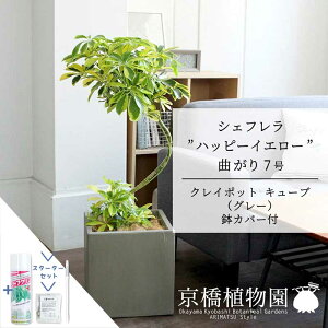 �y�X�^�[�^�[�Z�b�g�t�z�y�N���C�|�b�g�L���[�u���J�o�[�F�O���[�z�V�F�t�����h�n�b�s�[�C�G���[�h�Ȃ��� 7���y�~�h���T�C�Y/�C���e���A/���j��/�J�X�j��/�V�z�j��/�M�t�g/��Ă₷��/��