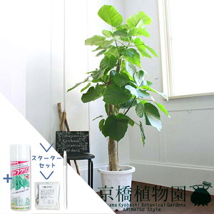 観葉植物 ウンベラータ 大型の人気商品 通販 価格比較 価格 Com