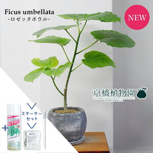 【30日はP5倍!】【スターターセット付】【選べる鉢カラー】フィカス・ウンベラータ【ロゼッタボウル/受け皿付き】【観葉植物/インテリア/おしゃれ/ナチュラル/鉢植え/贈り物/楽天/通販/ス