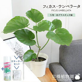 【マラソンクーポンあり】【スターターセット付】フィカス・ウンベラータ　5号【観葉植物/インテリア/おしゃれ/ナチュラル/鉢植え/贈り物/楽天/通販/スモールサイズ/ゴムの木/サスティー/SUSTEE/リーフクリン/IBのチカラ】【父の日 ギフト】