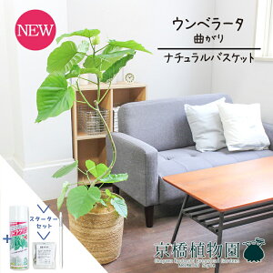 【スターターセット付】【ナチュラルバスケット鉢カバー】フィカス・ウンベラータ 7号 曲がり【受け皿付き】【観葉植物/インテリア/おしゃれ/ナチュラル/鉢植え/贈り物/楽天/通販/ミド