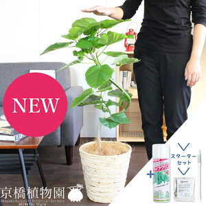 y30P5{IzyX^[^[ZbgtztBJXEEx[^@7@ȂyoXPbgJo[/AC{[zyϗtA/CeA//i`/A/蕨/yV/ʔ/~