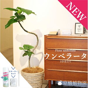【30日はP5倍!】【スターターセット付】★こだわりの曲がり仕立て★3Dウンベラータ 7号【バスケット鉢カバー付き】【観葉植物/インテリア/おしゃれ/ナチュラル/鉢植え/贈り物/楽天/通販/