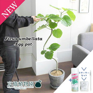 【30日はP5倍!】【マラソンクーポン有】【スターターセット付】フィカス・ウンベラータ 曲がり【エッグポット/ブラック】7G【観葉植物/インテリア/おしゃれ/ナチュラル/鉢植え/贈り物/楽