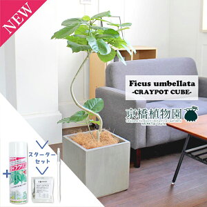 �y�X�^�[�^�[�Z�b�g�t�z�t�B�J�X�E�E���x���[�^�Ȃ��� 7���y�N���C�|�b�g�L���[�u�F�O���[�z�y�~�h���T�C�Y�z�y��^�z