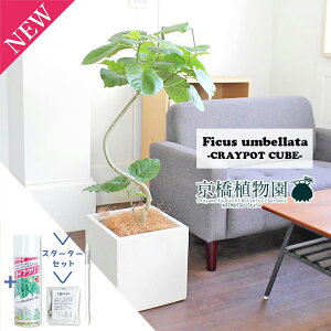 ySSN[|zyX^[^[ZbgtztBJXEEx[^Ȃ 7yNC|bgL[uFzCgzy~hTCYzy^z