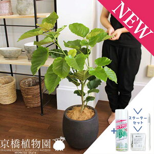 観葉植物 7号 ウンベラータの人気商品 通販 価格比較 価格 Com 観葉植物 7号 ウンベラータの人気商品 通販 価格比較 価格 Com