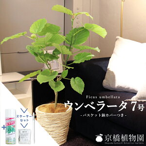 【スターターセット付】フィカス・ウンベラータ 7号【選べるバスケット鉢カバー付き】【観葉植物/インテリア/おしゃれ/ナチュラル/鉢植え/贈り物/楽天/通販/ミドルサイズ/ゴムの木/サス