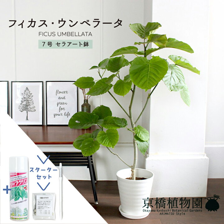 楽天市場】【スターターセット付】フィカス・ウンベラータ7号【白 