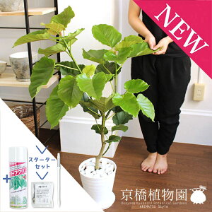 【30日はP5倍!】【マラソンクーポン有】【スターターセット付】フィカス・ウンベラータ7号【白セラアート鉢/受け皿付き】【観葉植物/インテリア/おしゃれ/ナチュラル/鉢植え/贈り物/楽天/