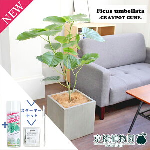 y30P5{IzyX^[^[ZbgtztBJXEEx[^7yNC|bgL[uJo[t/O[zyϗtA/CeA//i`/A/蕨/yV/ʔ/~