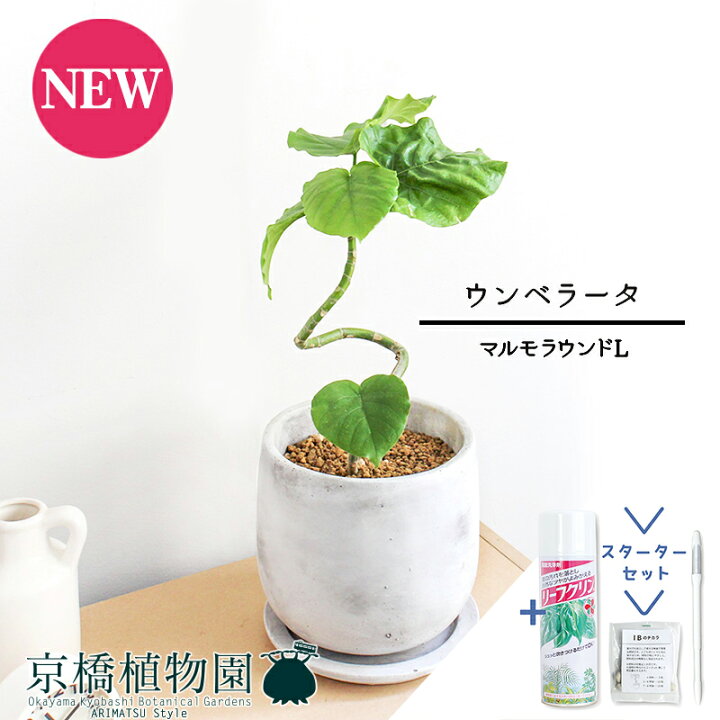 楽天市場】【スターターセット付】【マルモラウンドL】フィカス 