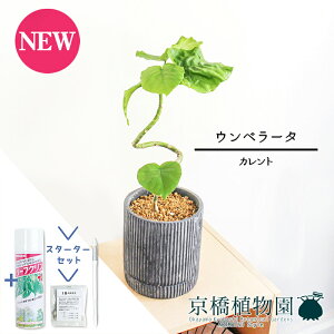 yX^[^[ZbgtzyJg/ubNztBJXEEx[^@Ȃy󂯎Mtz4GyϗtA/CeA//i`/A/蕨/yV/ʔ/X[TCY/S