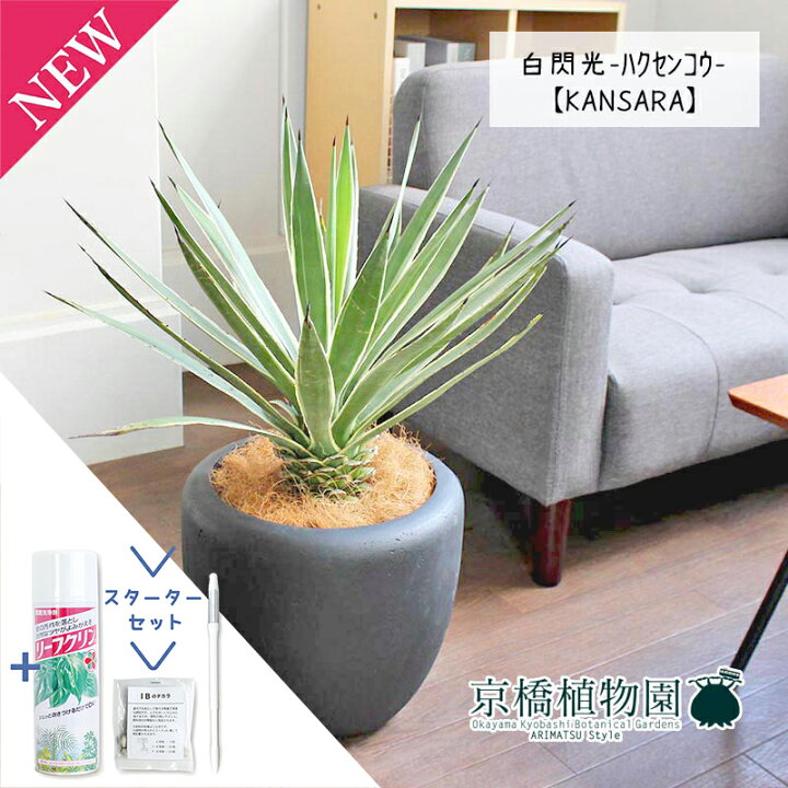 楽天市場】【スターターセット付】アガベ 白閃光（ハクセンコウ） 8号 