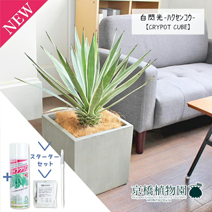 楽天市場】【15日はP5倍！】【マラソンクーポン有！】【スターター 