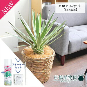 y5P5{IzySSN[|zySSizyX^[^[ZbgtzAKx@MinNZREj 8yoXPbgJo[t/uEzy~hTCYz