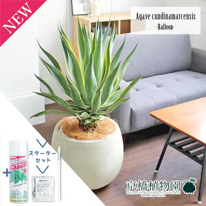 y1P7{IzyX^[^[ZbgtzAKxExlYG 10yo[Jo[t/AeB[NzCgzy[WTCYzyTXeB[/SUSTEE/[tN/IB̃`Jz