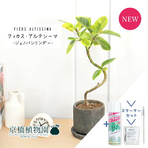 観葉植物 アルテシーマの人気商品 通販 価格比較 価格 Com