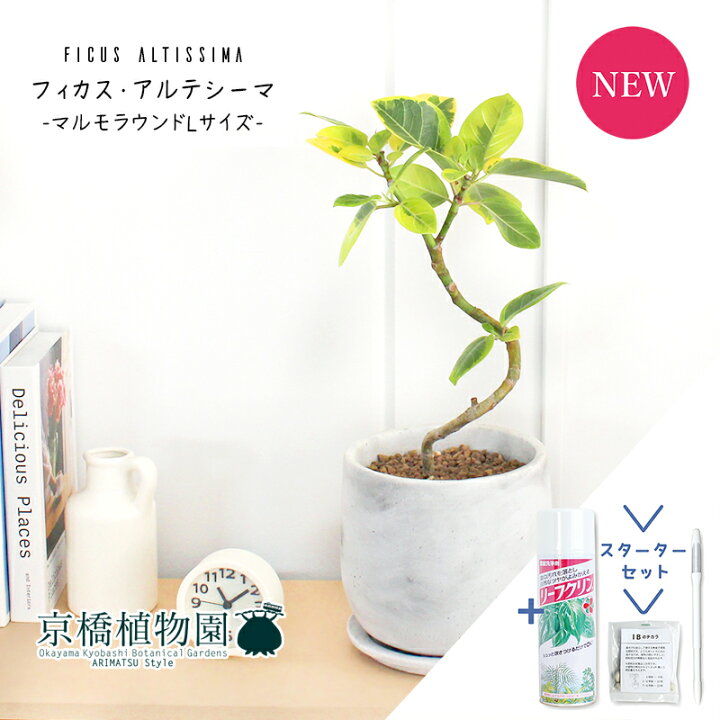 楽天市場】【スターターセット付】フィカス・アルテシーマ 曲がり 